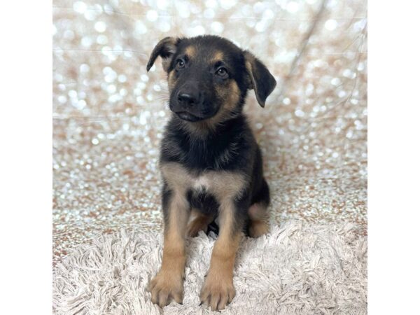 German Shepherd Dog DOG Male Black / Tan 17261 Petland Fairfield, Ohio