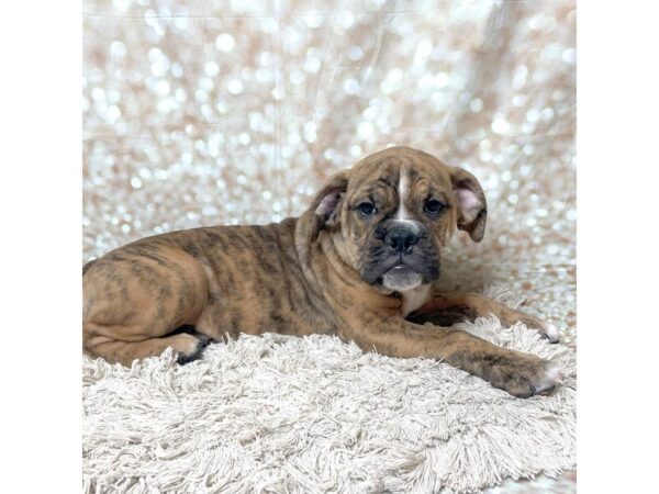 Olde English Bulldogge DOG Female Red Brindle 17236 Petland Fairfield, Ohio