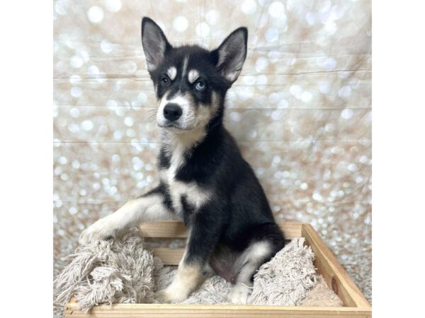 Siberian Husky DOG Female Black/White 17252 Petland Fairfield, Ohio