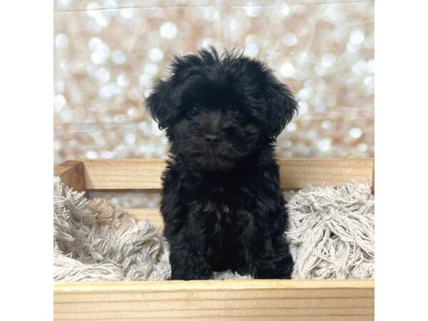 Yorkiepoo DOG Female Black 17253 Petland Fairfield, Ohio