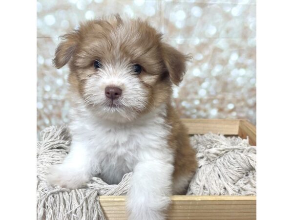 HavaPom-DOG-Male-Brown/White-17254-Petland Fairfield, Ohio