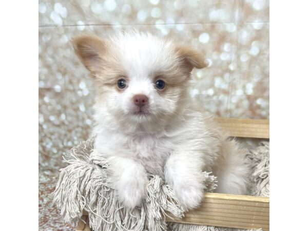 HavaPom-DOG-Female-Blonde/White-17255-Petland Fairfield, Ohio