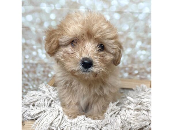 Pomapoo DOG Male Tan 17259 Petland Fairfield, Ohio