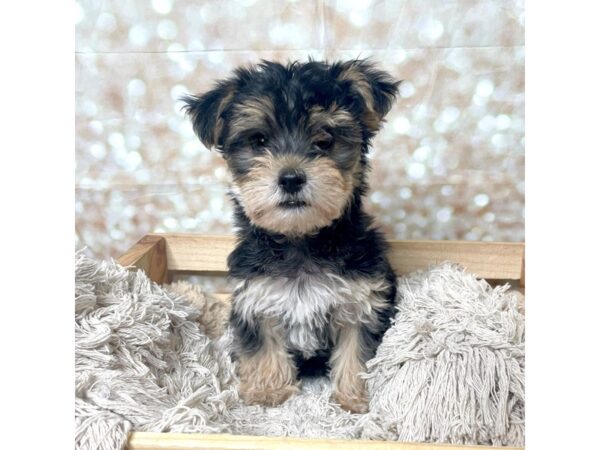 Morkie-DOG-Male-Black-17258-Petland Fairfield, Ohio