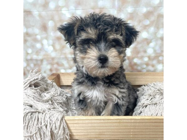 Morkie DOG Male Merle 17257 Petland Fairfield, Ohio