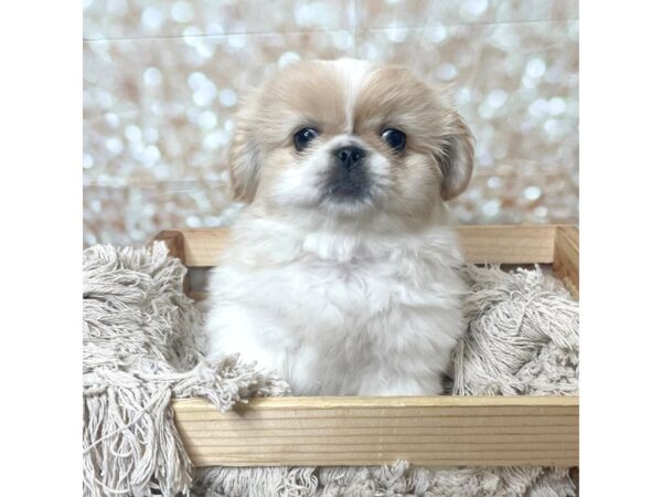 Pekingese DOG Female Blonde/White 17256 Petland Fairfield, Ohio