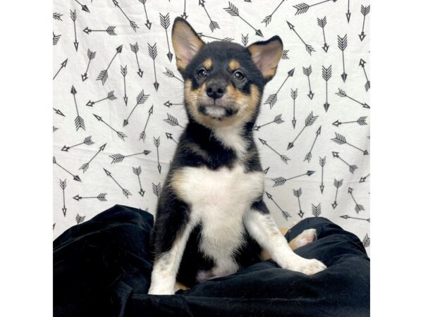 Shiba Inu DOG Female Black Tan / White 17289 Petland Fairfield, Ohio