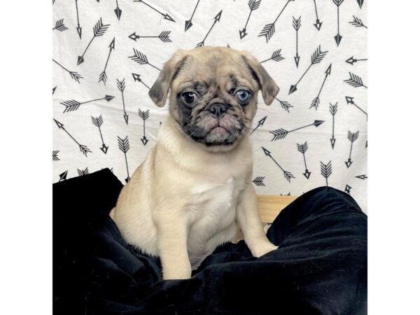 Pug DOG Male Fawn Merle 17287 Petland Fairfield, Ohio