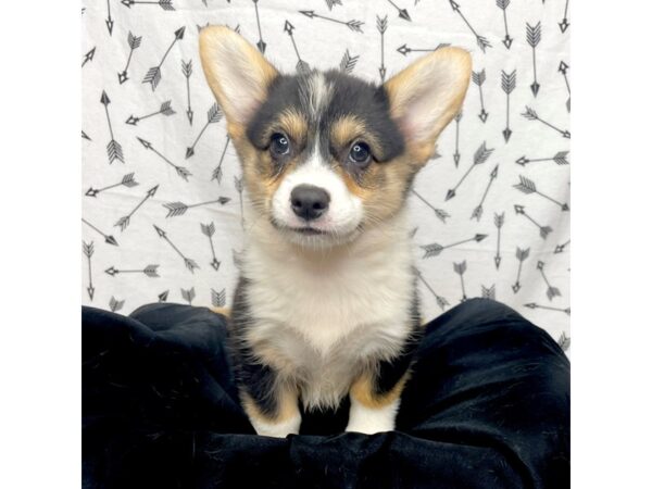 Pembroke Welsh Corgi DOG Female Tri-Colored 17286 Petland Fairfield, Ohio