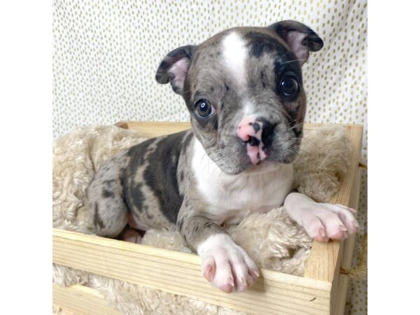 Boston Terrier DOG Female Blue Merle 17285 Petland Fairfield, Ohio