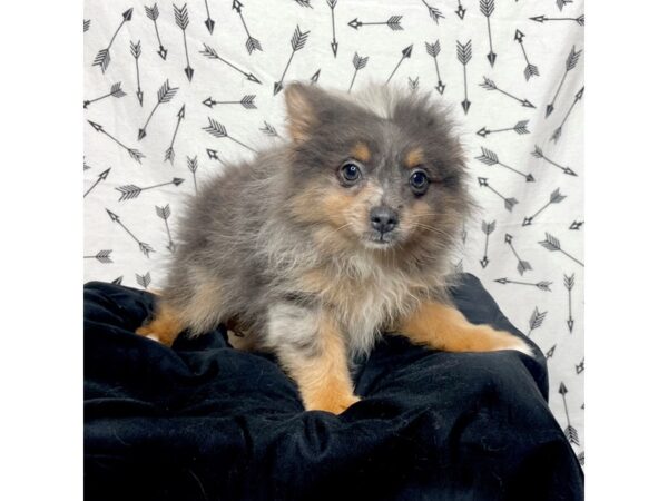 Pomeranian DOG Male Blue Sable 17284 Petland Fairfield, Ohio