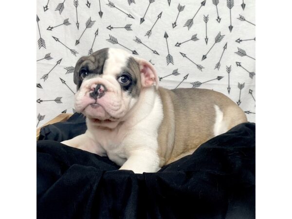 Bulldog DOG Male Fawn / White 17283 Petland Fairfield, Ohio