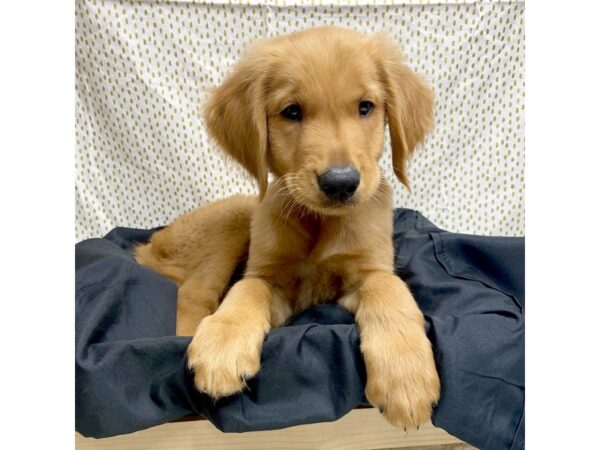 Golden Retriever DOG Male Golden 17282 Petland Fairfield, Ohio