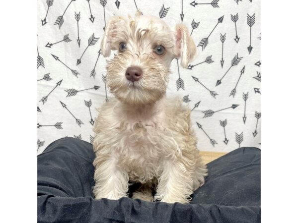 Schnoodle-DOG-Female-Liver Pepper-17280-Petland Fairfield, Ohio