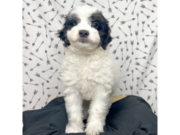 Aussiepoo DOG Male Black / White 17279 Petland Fairfield, Ohio