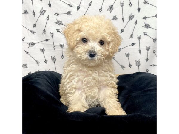 Poodle Mini-DOG-Female-Tan-17278-Petland Fairfield, Ohio