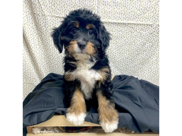 Mini Bernadoodle-DOG-Female-Black Tri-17277-Petland Fairfield, Ohio