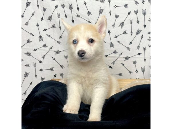 Pomsky DOG Female Tan/White 17273 Petland Fairfield, Ohio