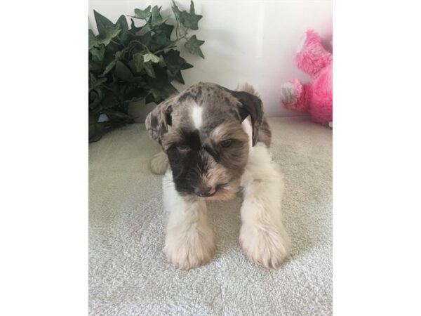 Miniature Schnauzer DOG Male Chocolate Merle 17298 Petland Fairfield, Ohio