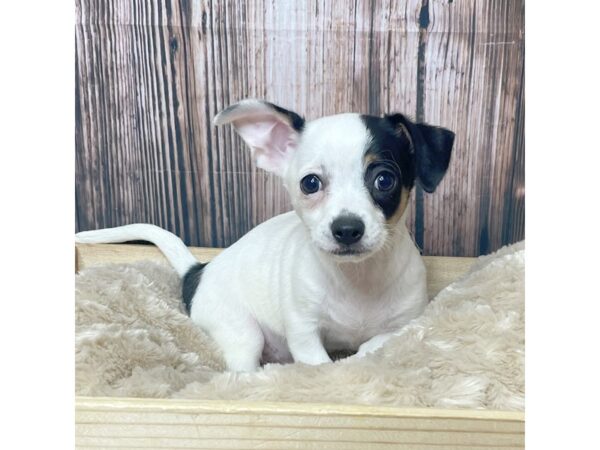 Chihuahua DOG Male Tri-Colored 17305 Petland Fairfield, Ohio