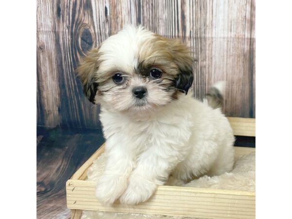 Shih Tzu DOG Female Brindle 17304 Petland Fairfield, Ohio