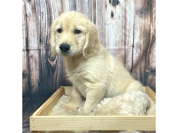 Golden Retriever DOG Male Gold 17303 Petland Fairfield, Ohio