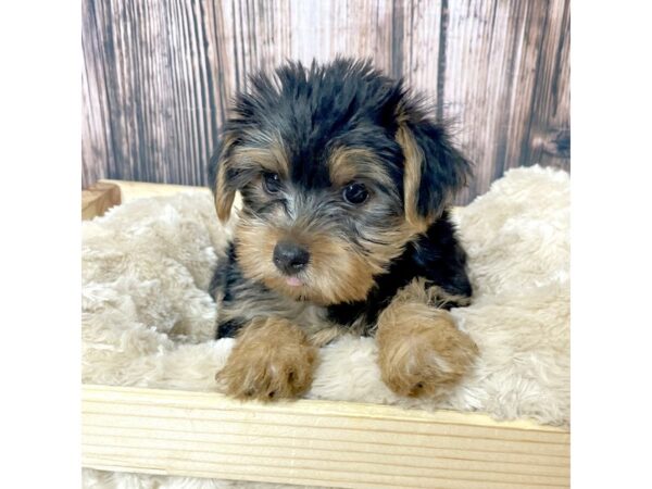 Yorkshire Terrier DOG Female Black / Tan 17302 Petland Fairfield, Ohio