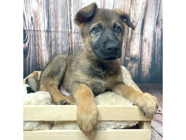 German Shepherd Dog DOG Male Sable 17301 Petland Fairfield, Ohio