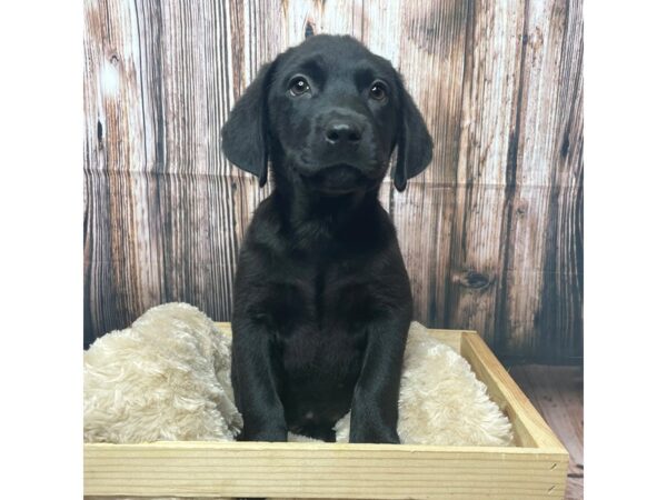 Labrador Retriever DOG Male Black 17299 Petland Fairfield, Ohio