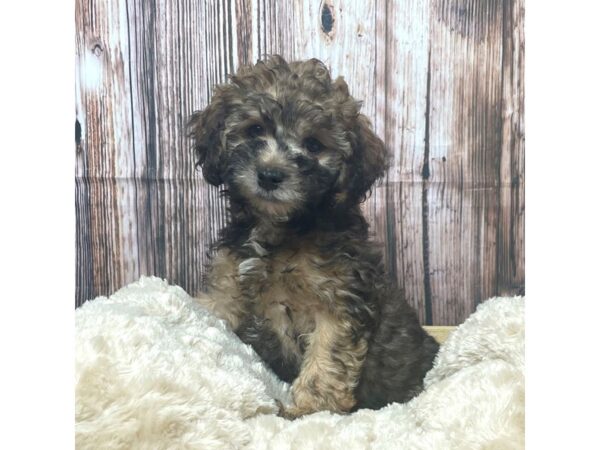 Doxiepoo-DOG-Female-Red Sable-17296-Petland Fairfield, Ohio