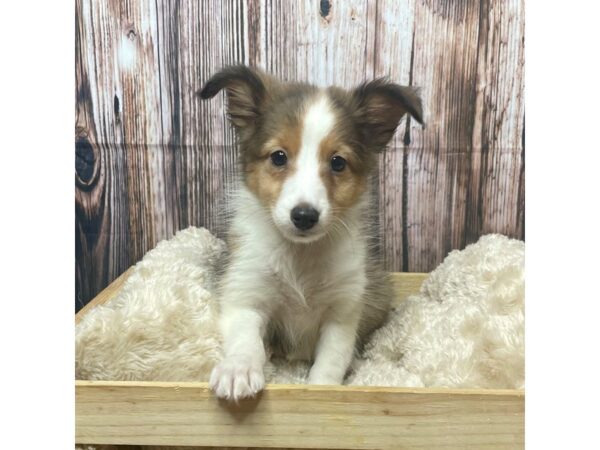 Shetland Sheepdog-DOG-Female-Sable / White-17294-Petland Fairfield, Ohio