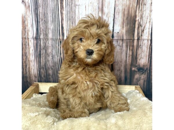 Cavapoo DOG Female Red 17291 Petland Fairfield, Ohio