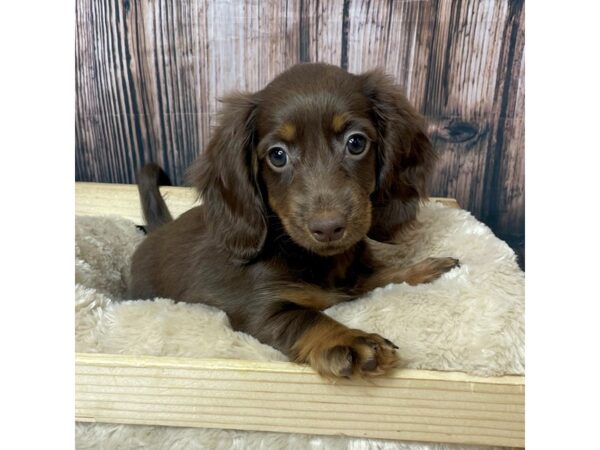 Dachshund DOG Female Brown / White 17290 Petland Fairfield, Ohio