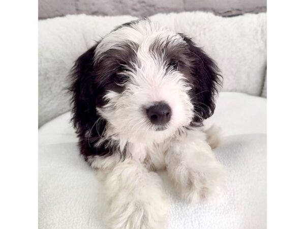 Mini Sheepadoodle-DOG-Male-blk & wht-17317-Petland Fairfield, Ohio