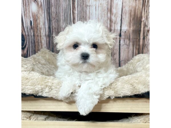 Maltese DOG Male White 17316 Petland Fairfield, Ohio