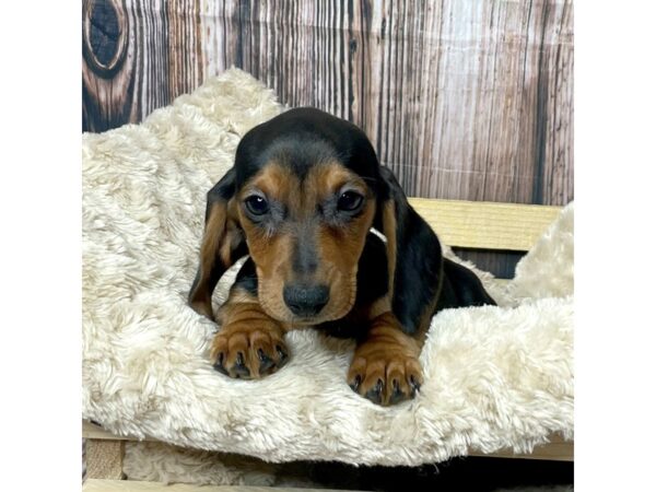 Dachshund DOG Female Black / Tan 17314 Petland Fairfield, Ohio