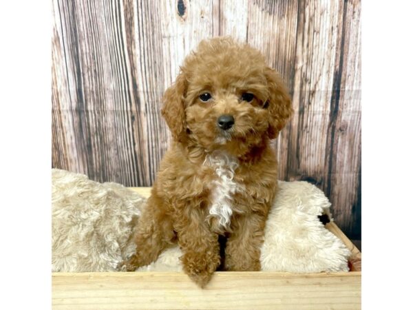 Poodle DOG Male Red 17313 Petland Fairfield, Ohio