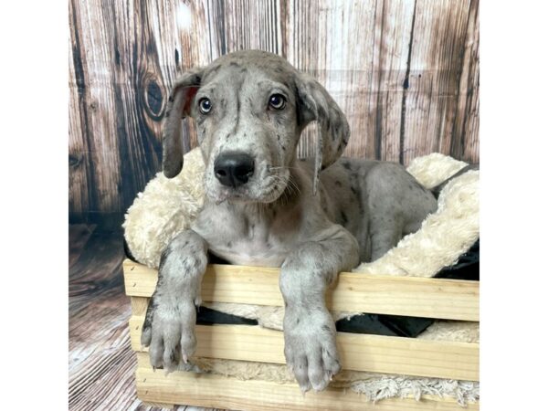 Great Dane DOG Male Merle 17311 Petland Fairfield, Ohio