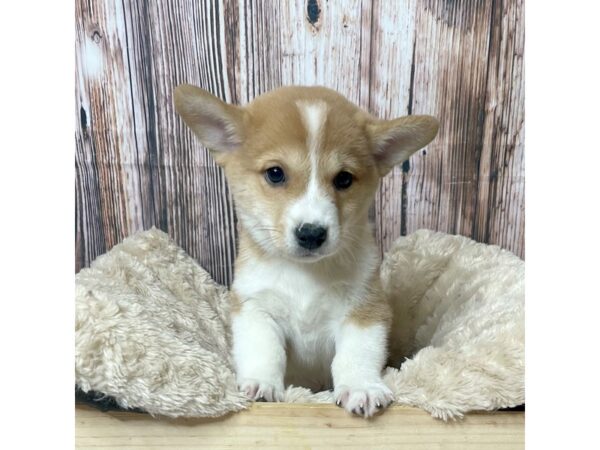 Pembroke Welsh Corgi/Shiba Inu-DOG-Male-Red-17310-Petland Fairfield, Ohio