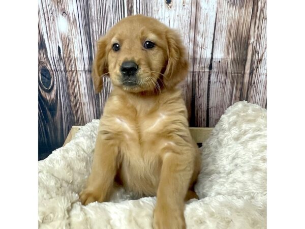 Golden Retriever DOG Female Dark Golden 17309 Petland Fairfield, Ohio