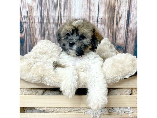 Teddy Bear DOG Female Brown/White 17308 Petland Fairfield, Ohio