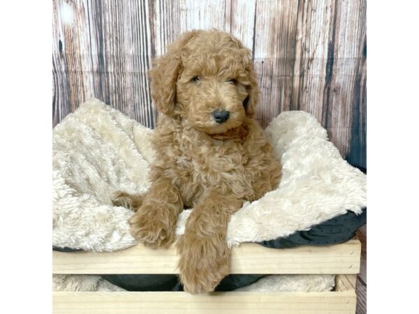 Mini Goldendoodle 2nd Gen-DOG-Male-Red-17306-Petland Fairfield, Ohio