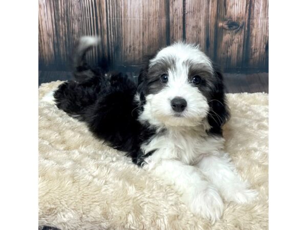 Mini Sheepadoodle-DOG-Female-Black/White-17274-Petland Fairfield, Ohio