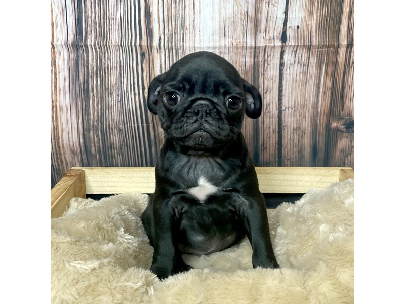 Pug Puppy Black ID17292 Located at Petland Fairfield, Ohio