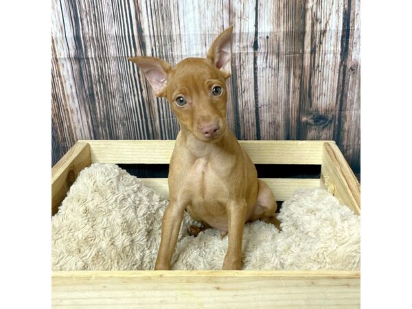 Miniature Pinscher DOG Male Red 17300 Petland Fairfield, Ohio