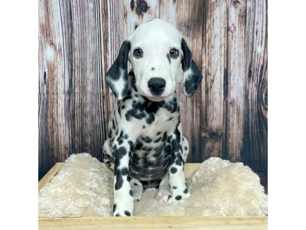 Dalmatian DOG Male Black / White 17333 Petland Fairfield, Ohio