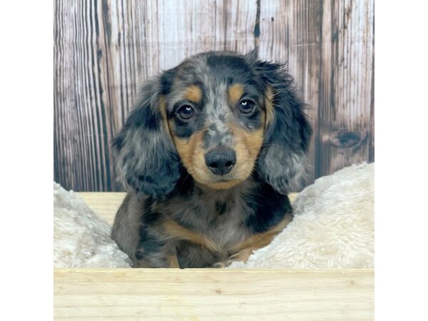 Dachshund Puppy Blue Dapple ID:6825 Located at Petland