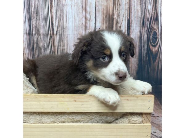 Miniature Australian Shepherd DOG Male Red Tan / White 17331 Petland Fairfield, Ohio