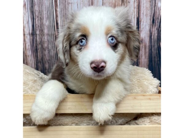 Miniature Australian Shepherd DOG Female Red Merle 17330 Petland Fairfield, Ohio