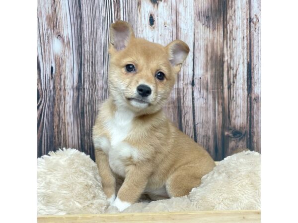 Pembroke Welsh Corgi/Shiba Inu-DOG-Female-Red-17329-Petland Fairfield, Ohio